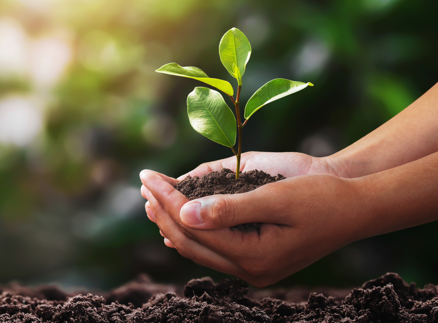 Two hands cupped together to hold a small plant over dirt with a foliage background