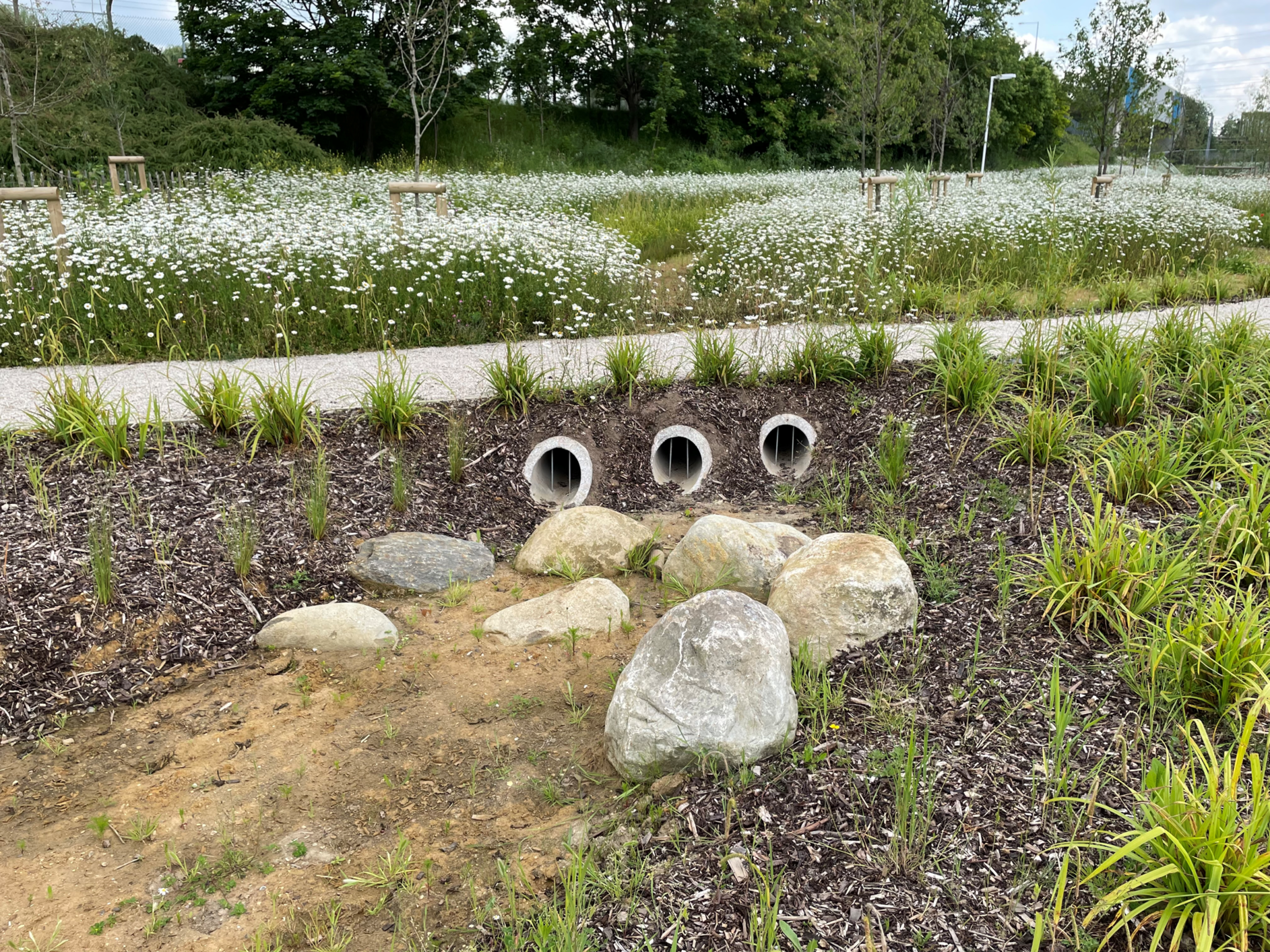 Sustainable Drainage Systems (SuDS) in Schools: A Smart Solution for Flooding and Climate Challenges